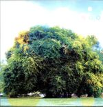 Yo La Tengo-Fade-LP Vinyl